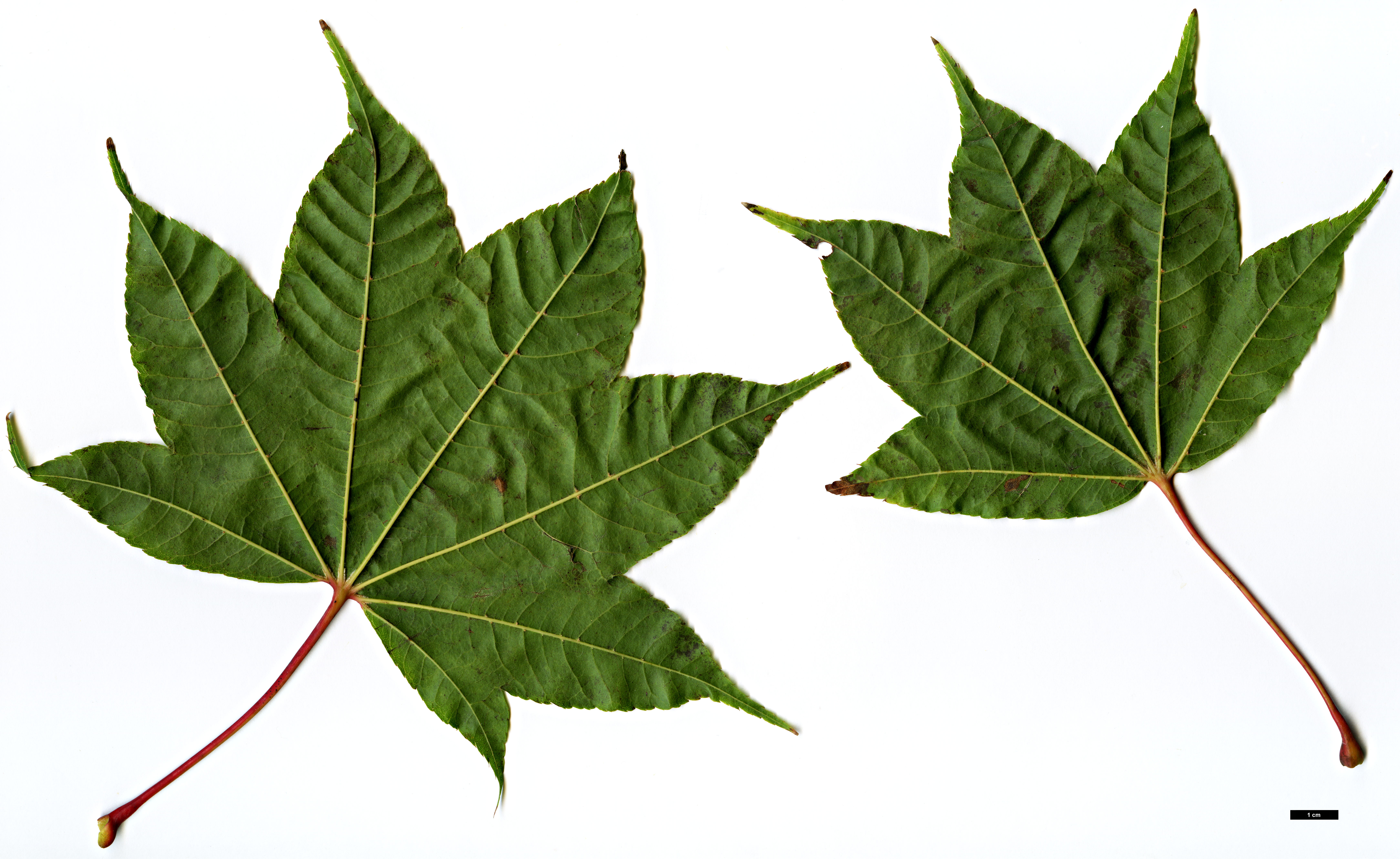 High resolution image: Family: Sapindaceae - Genus: Acer - Taxon: campbellii 